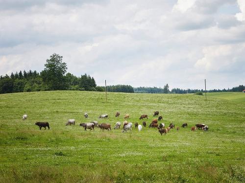 Ammersinn_Rinder_Wald_019