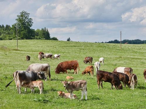 Ammersinn_Rinder_Wald_012