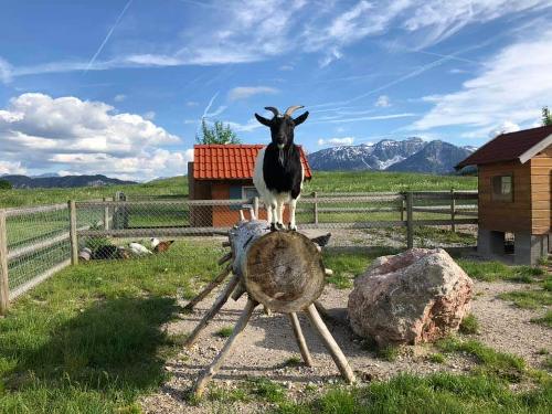 Unsere Ziege Bonny