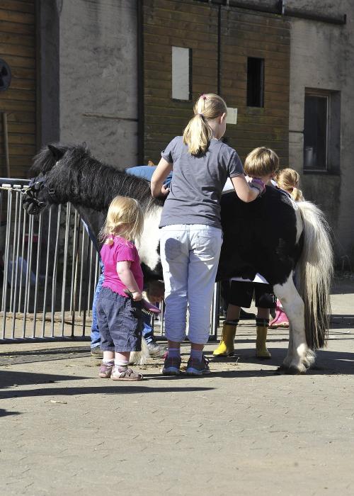 Pony reiten putzen