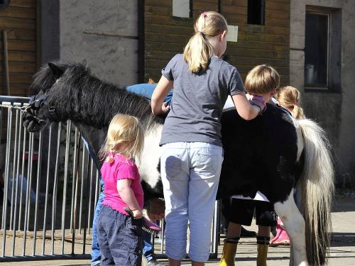 Pony reiten putzen