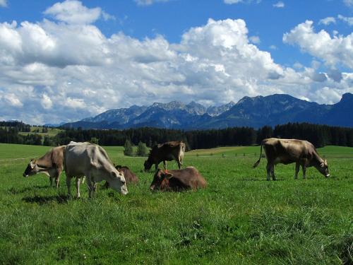 Unsere Heu- Milchkühe