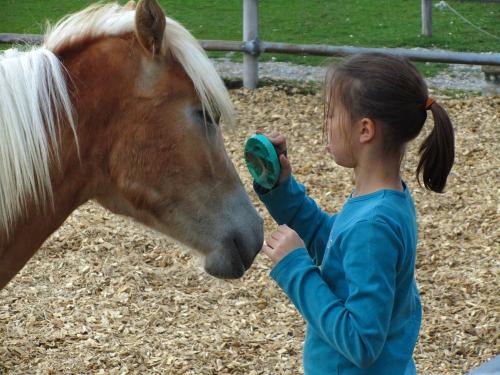 Pony putzen