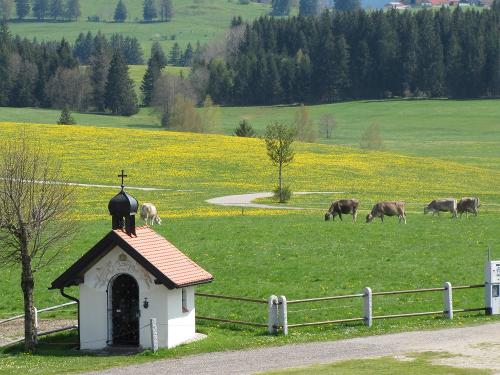 Die Löwenzahnblüte beginnt