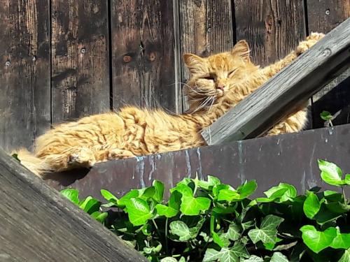 Joggl unser Kater