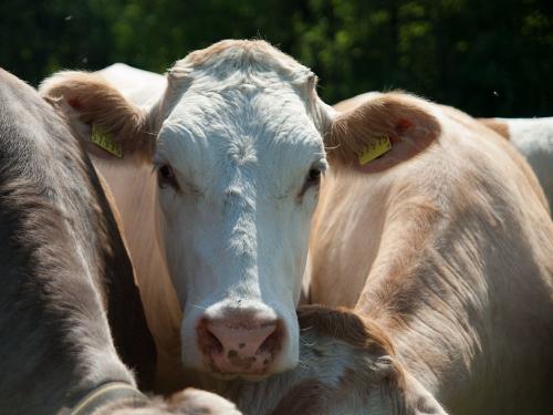 kuhbilder 2012_60