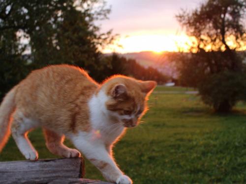 katzen014