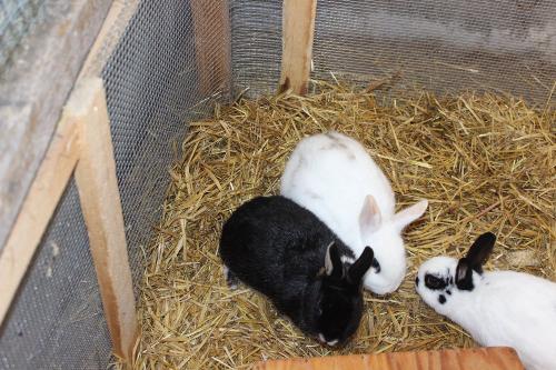 Zwergkaninchen