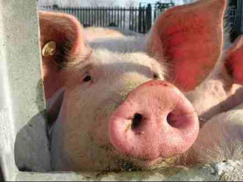 schwein