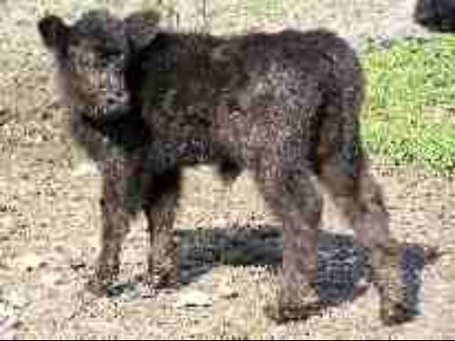 galloway_kalb