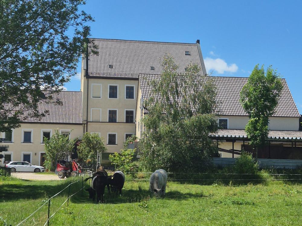 Blich auf unsere Galloway-Rinder und das Mühlengebäude Blich auf unsere Galloway-Rinder und das Mühlengebäude