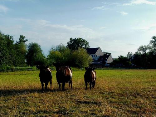 Rinderweide Rinderweide