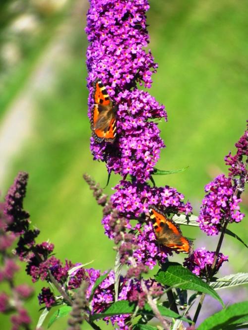 schmetterlinge