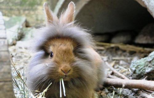 Hase Coffi Hase Coffi