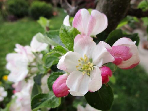 Apfelblüte Apfelblüte