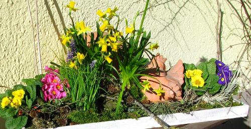 Die ersten Blüten und keine Spur von Frühjahrsmüdigkeit und Frühlingserwachen Die ersten Blüten und keine Spur von Frühjahrsmüdigkeit und Frühlingserwachen