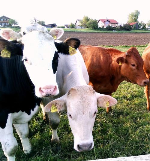 Unsere Weidetiere Unsere Weidetiere