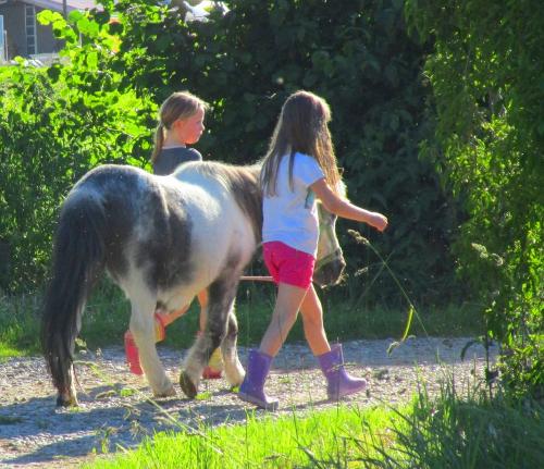 Pony führen Pony führen