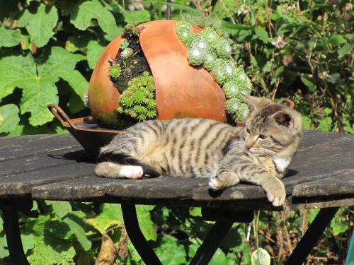Katze