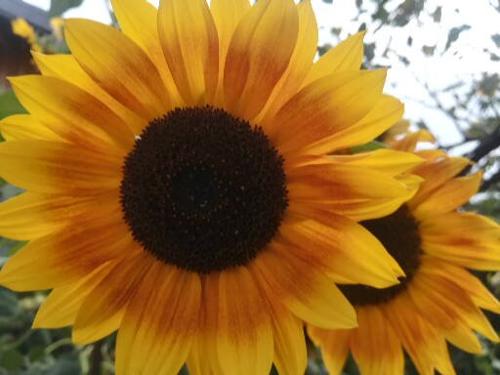 Sonnenblume