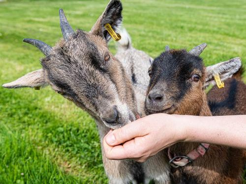 Unsere Ziegen Meggi und Flocke