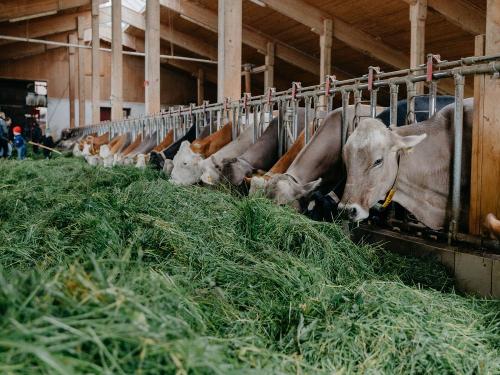 saftiges Gras am Abend