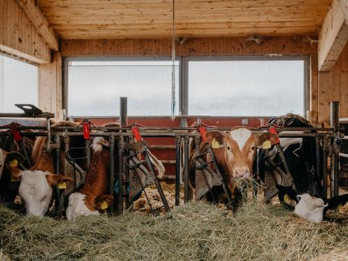 Kälber in der Laufbox