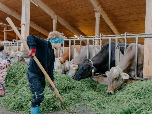 Das frische Gras verteilen
