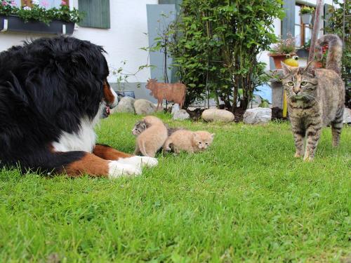 Hund und Katz vertragen sich prima