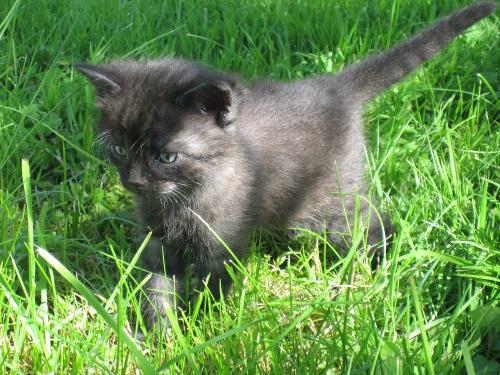 Kleiner Katze