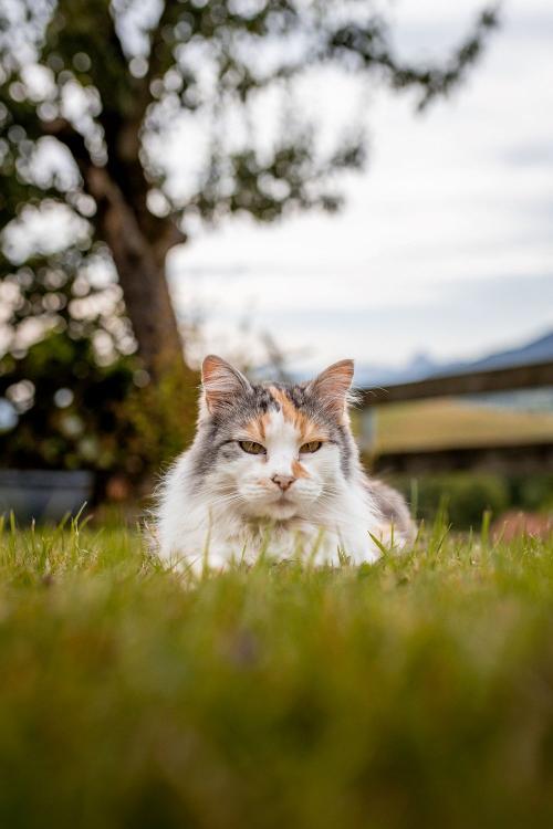 Mausi