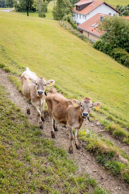 Hallo, wir sind kleine Kälbchen vor dem Haus