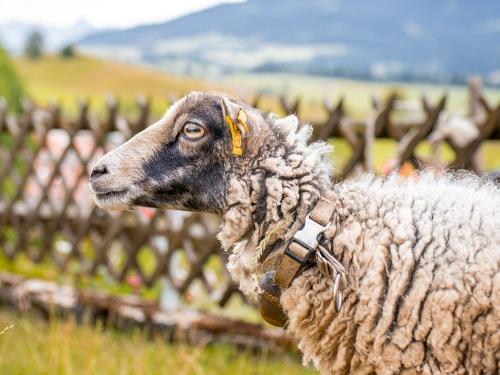 unser Schäfchen Vefi unser Schäfchen Vefi