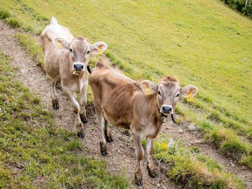 Hallo, wir sind kleine Kälbchen vor dem Haus Hallo, wir sind kleine Kälbchen vor dem Haus