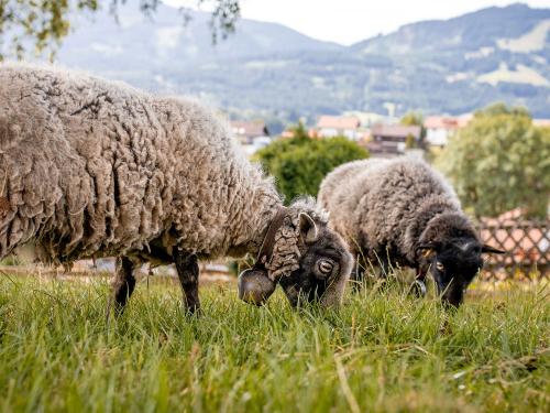 ferienhof-fotoshoot-065 ferienhof-fotoshoot-065