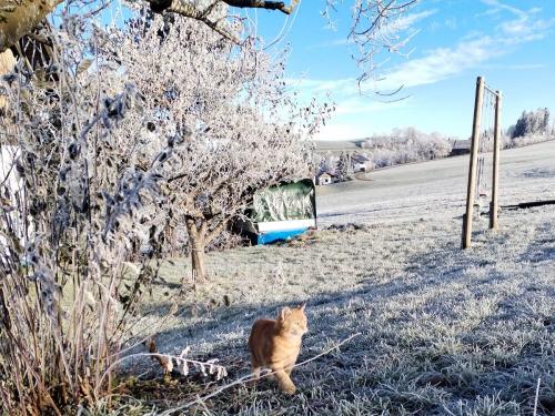 Frostiger morgen im Obstgarten