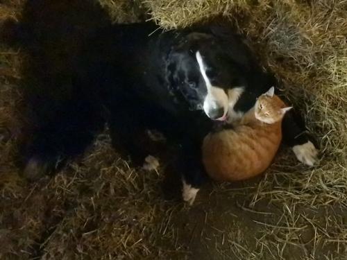 Ob Hund und Katz, wir respektieren uns gegenseitig
