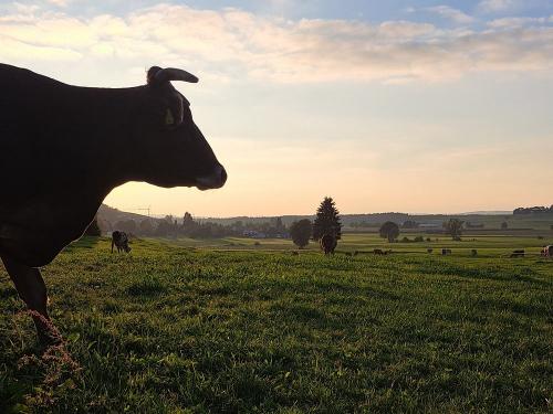 Einfach weils sche isch