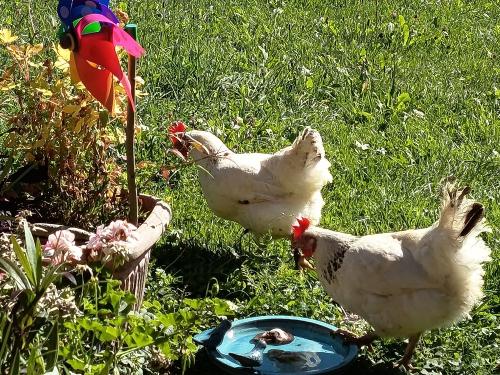 Unsere neugierigen Hühner