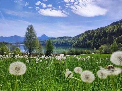 Ein Pusteblumen-meer