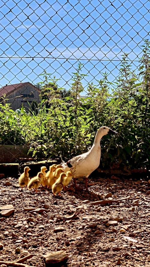 enten