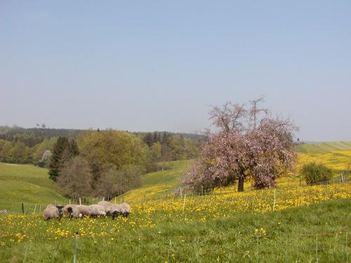 Erholen Sie inmitten blühender Wiesen