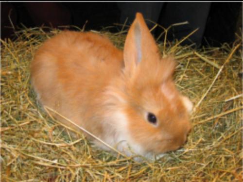 hase3