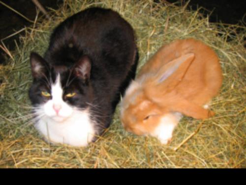 Katze und Hase Katze und Hase