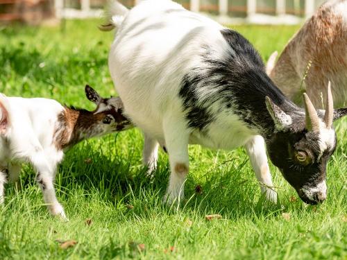 Ziegen_003 Ziegen_003