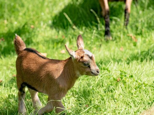 Ziegen_001 Ziegen_001