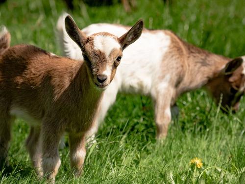 Ziegen_006 Ziegen_006