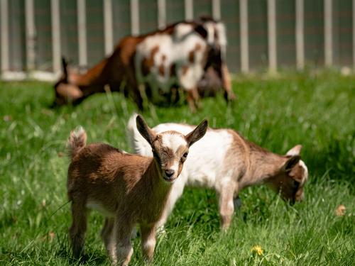 Ziegen_005 Ziegen_005