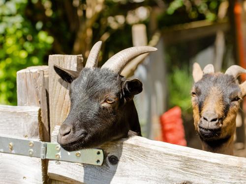 Ziegen_007 Ziegen_007