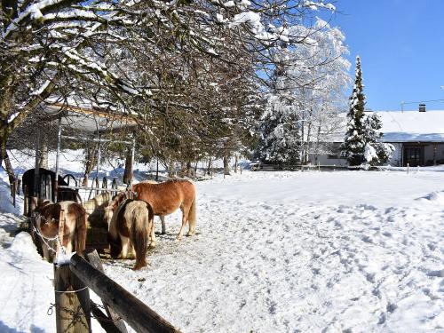 Unsere Ponys vor dem Haus